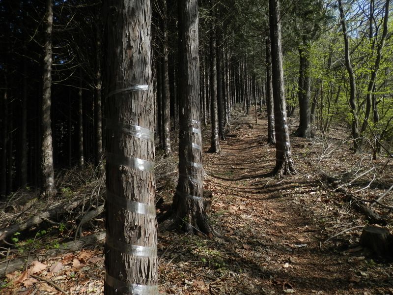 ヒノキを守るテープ