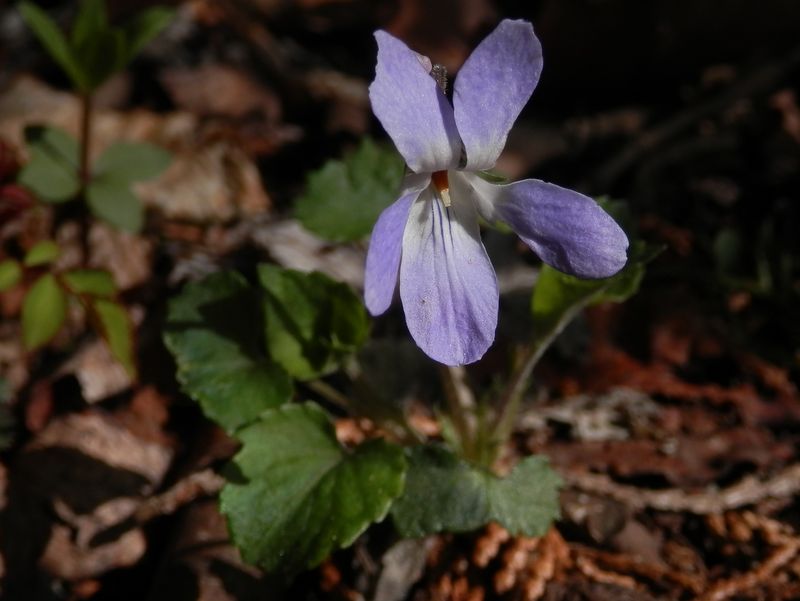 タチツボスミレかな