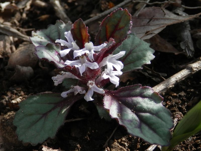 ツクバキンモンソウ