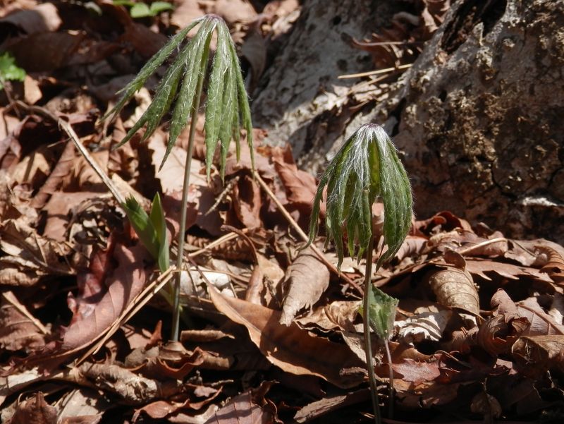 開く前からヤブレガサと呼ばれる