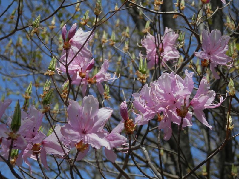 色の薄いミツバツツジ