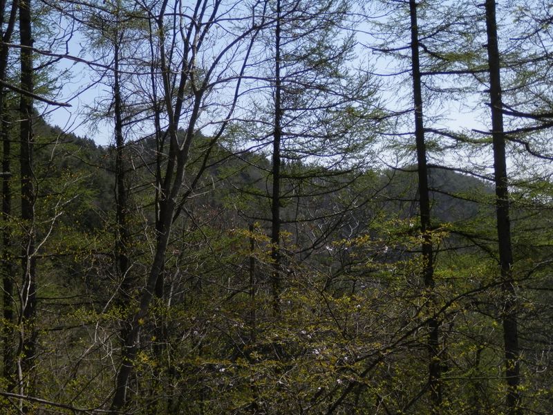 カラマツも新緑の季節