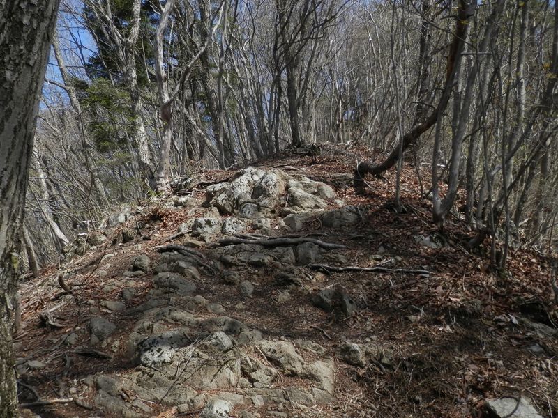 権現山の山頂近くでは、やや岩稜っぽい
