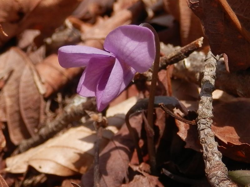アケボノスミレの葉は隠れている