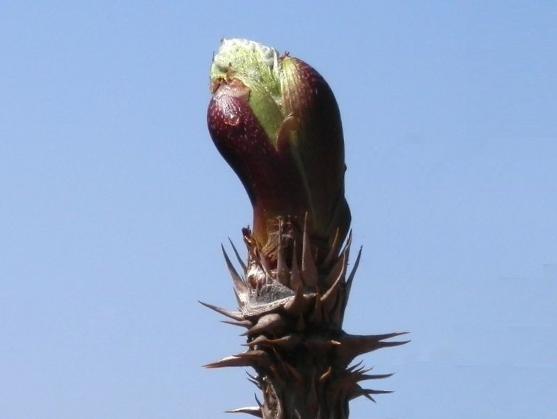タラノキの芽吹き