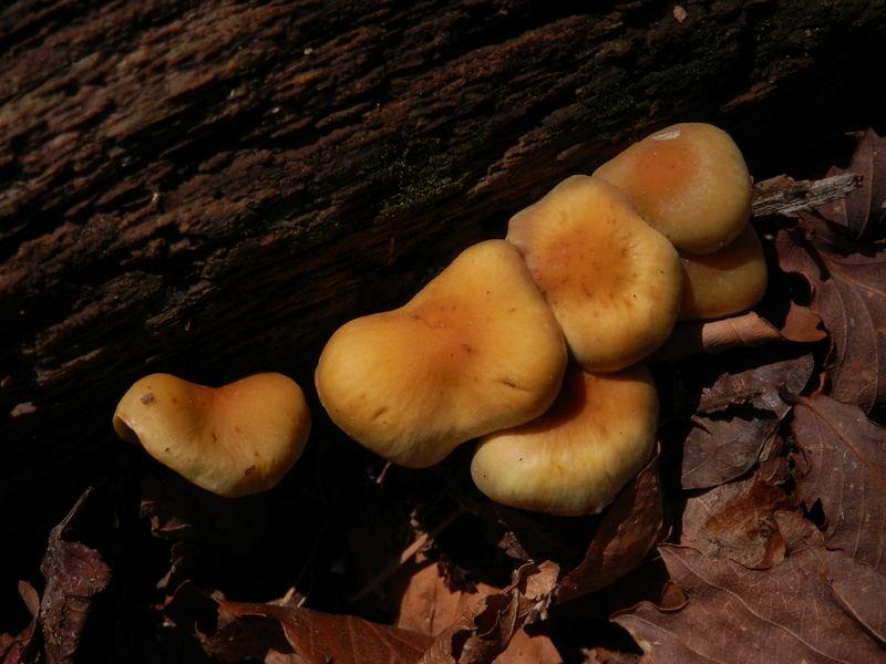 美味しそうだが、人も野生動物も食べない