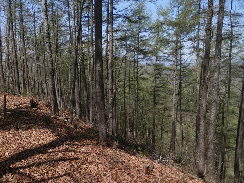 尾根の北面がカラマツ林に変わった