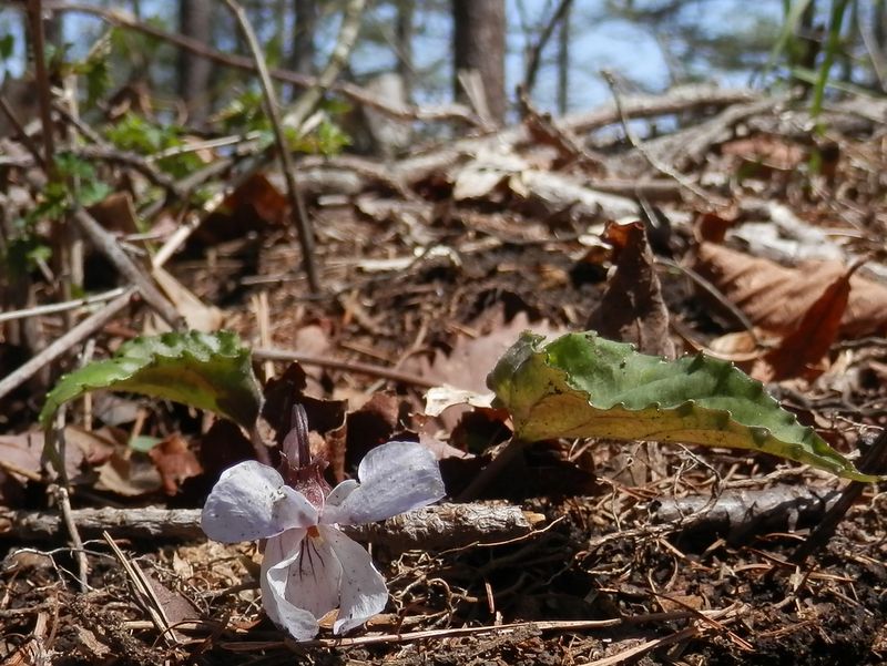 白花のアケボノスミレかな