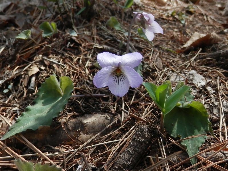花弁の縁がほんのり藤色のアケボノスミレ