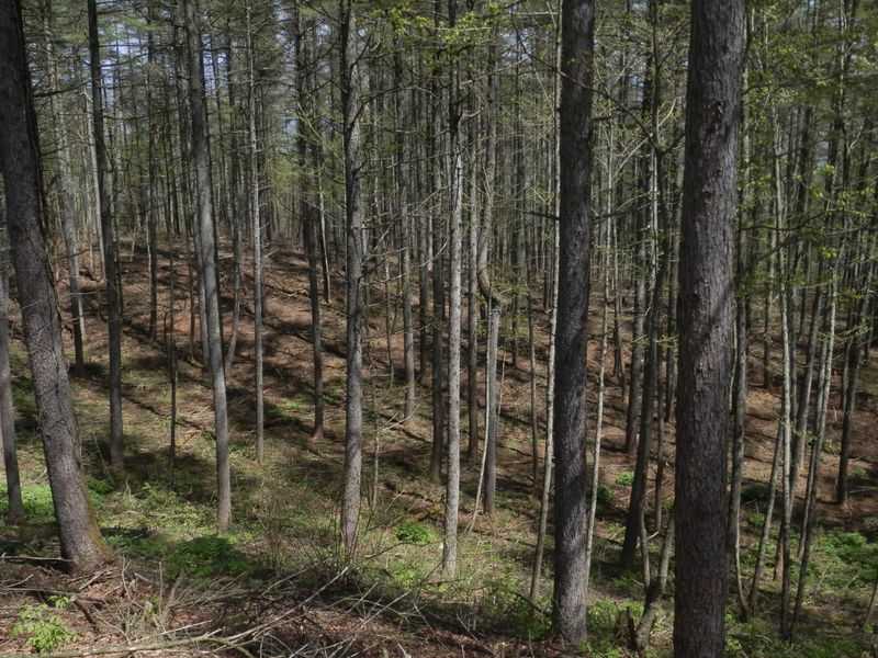 カラマツ林が続く