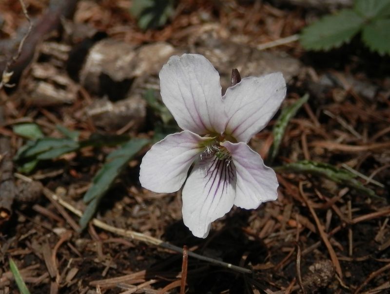 エイザンスミレ