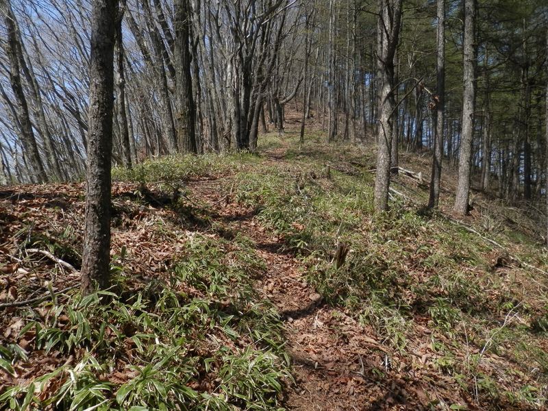 笹の尾根道