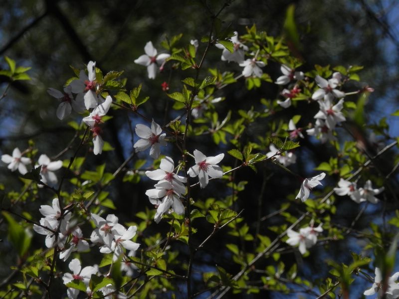 マメザクラが見ごろ