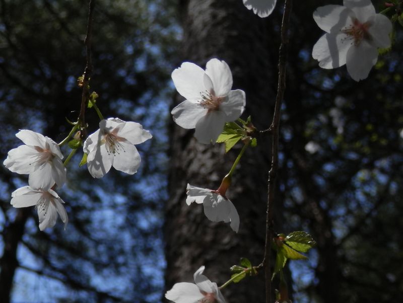 マメザクラに目を近づける