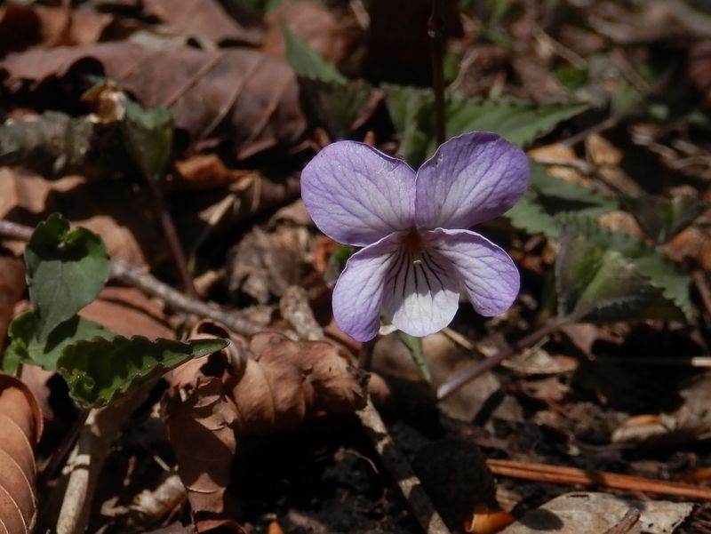 うす紫色のアケボノスミレ