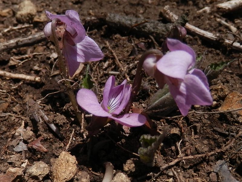 アケボノスミレのふっくらした距