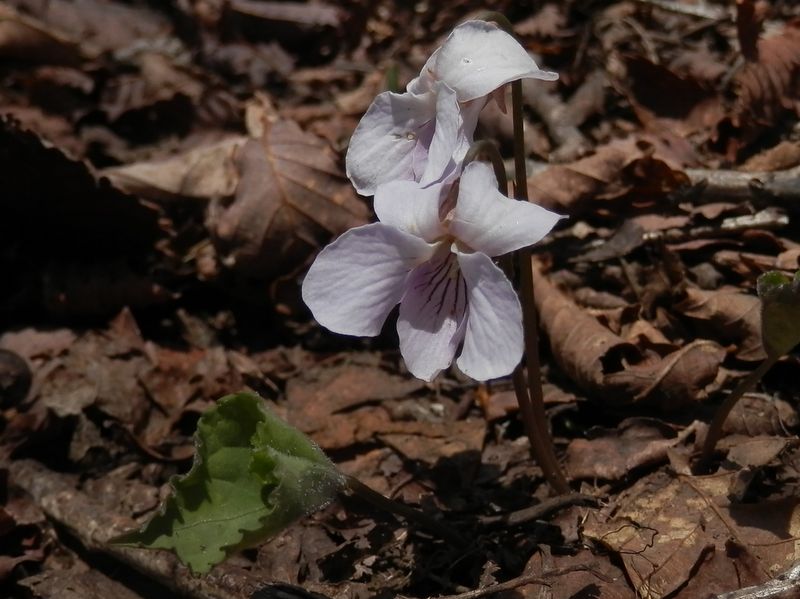 これもアケボノスミレ