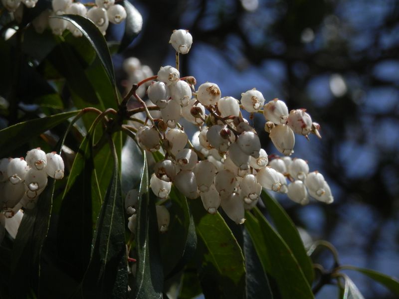 アセビの花は終盤