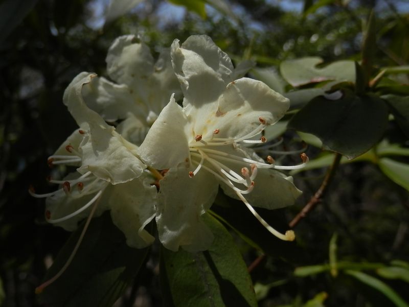 あった、あった、ヒカゲツツジ