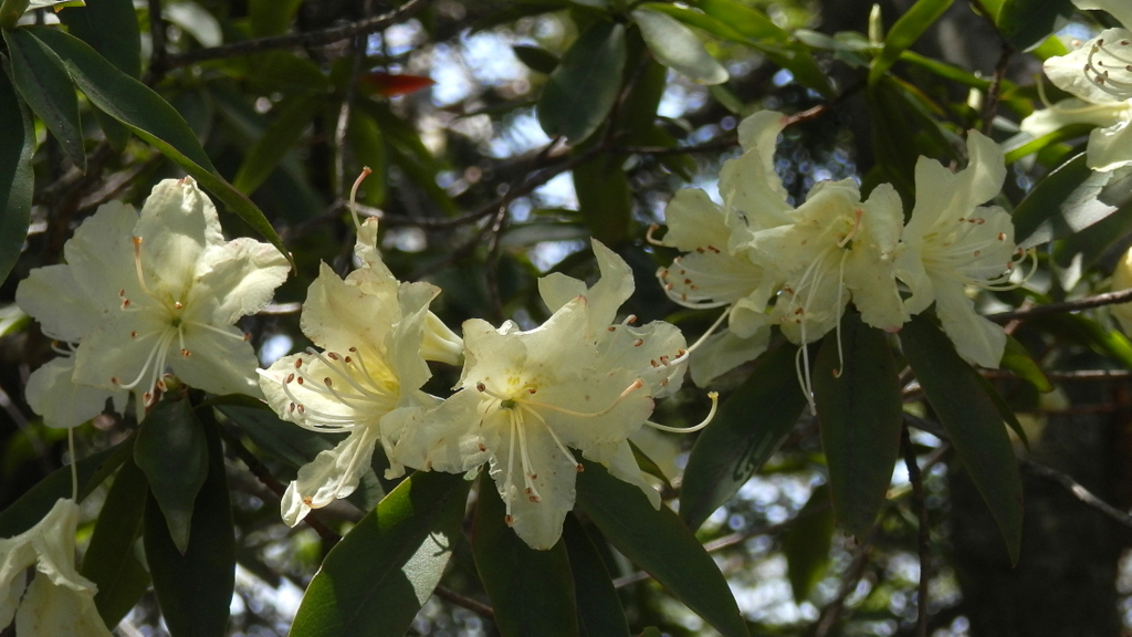 ヒカゲツツジ、たくさん咲いているぞ