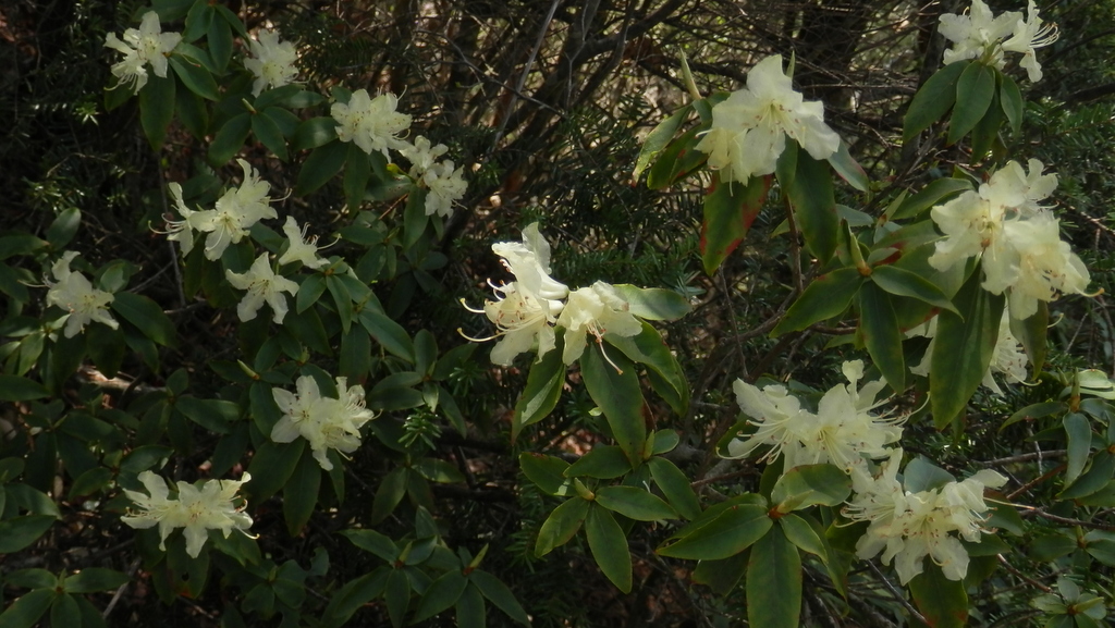 ヒカゲツツジ、いいですね
