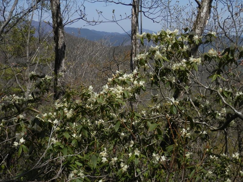 尾根の北面にヒカゲツツジが多い