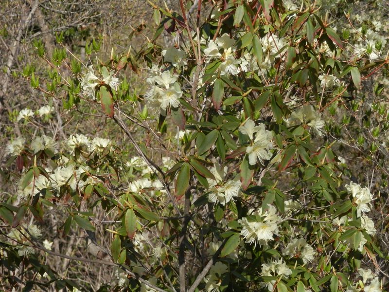 全然日陰ではないのに、ヒカゲツツジ