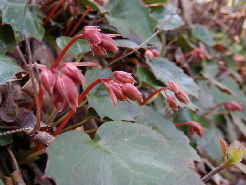 つぼみの固そうな、ベニバナヒメイワカガミ