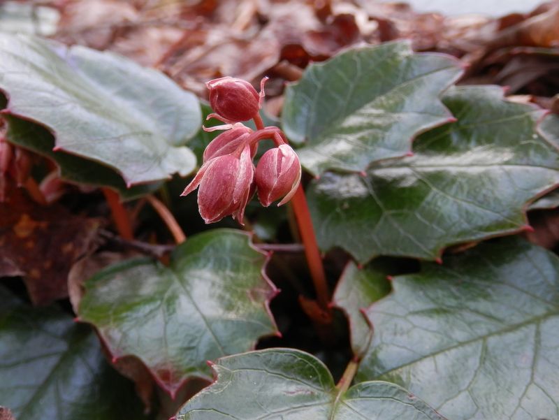 p4266996.jpg (large)