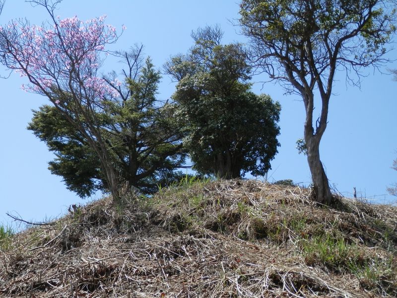 三ツ森北峰 -- 山頂直下
