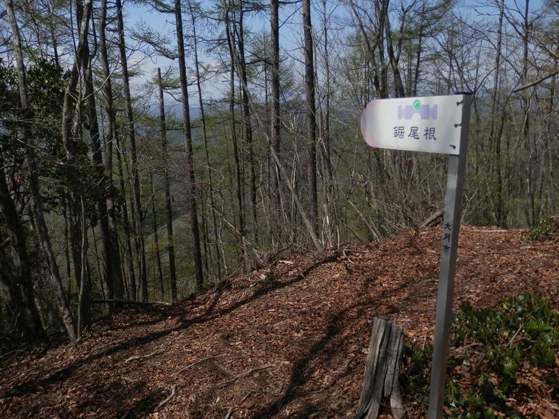 これより、鋸尾根を歩いて杉平に下る