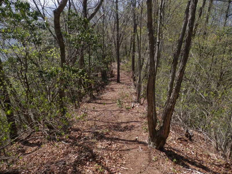 鋸尾根急下降の後、緩やかな尾根道