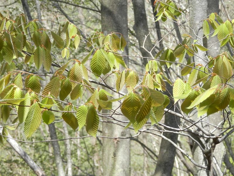 ムシカリだったかな？ いや違う。
