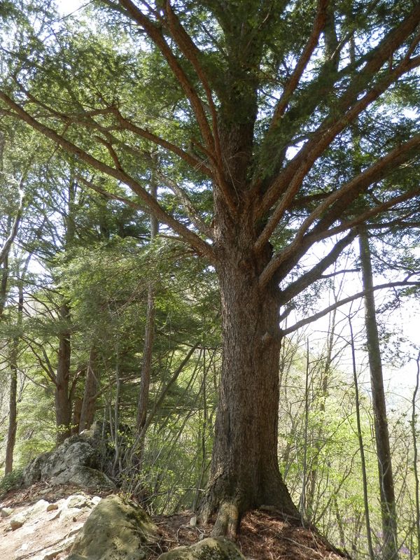 小ピークに立つツガの木
