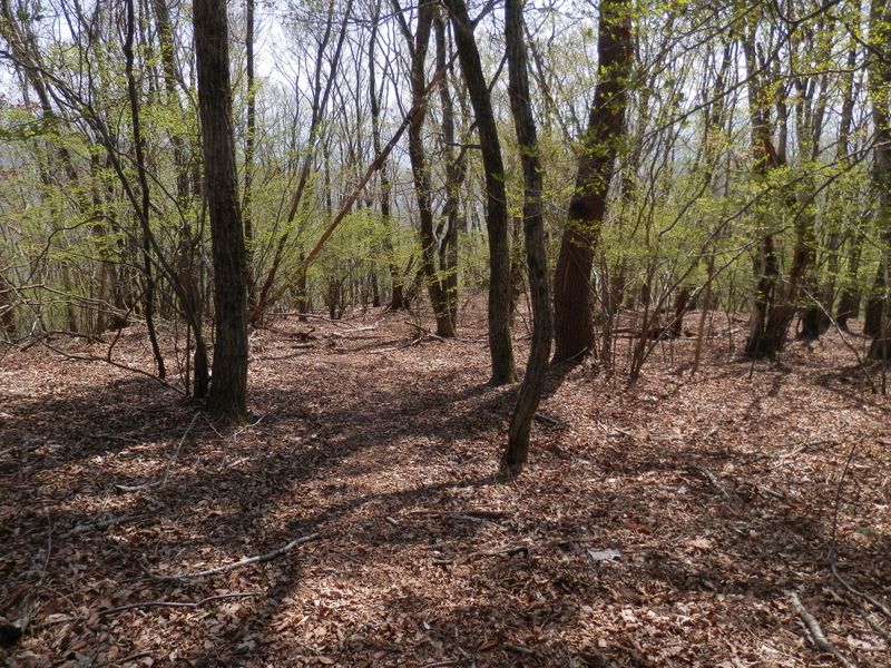 尾根がだだっ広くなった