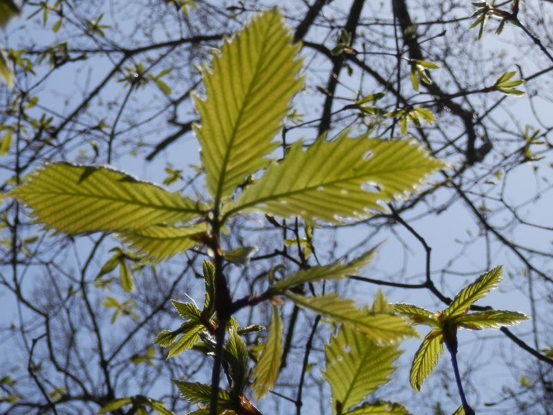 ミズナラの新芽