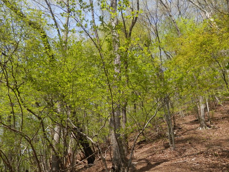 満ち溢れる生気を吸い込む