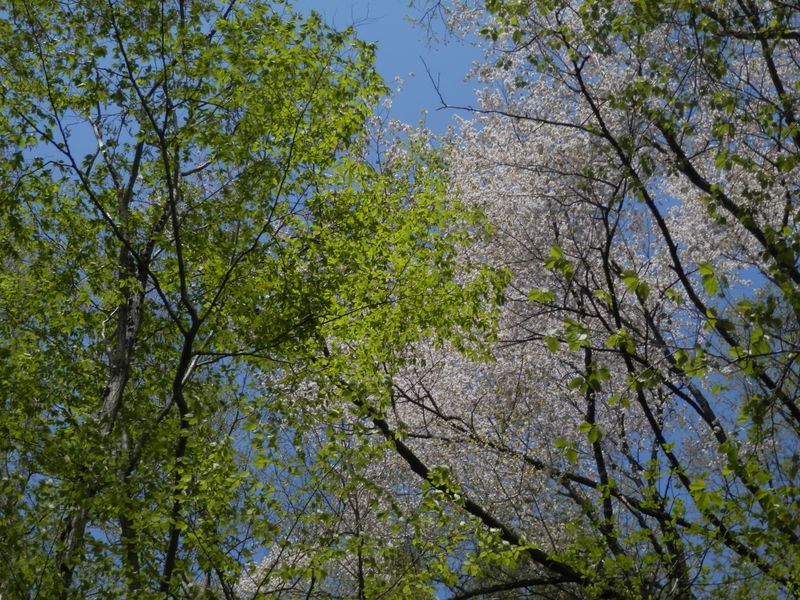 ヤマザクラも生気を発散