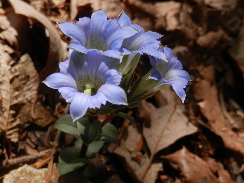 フデリンドウも