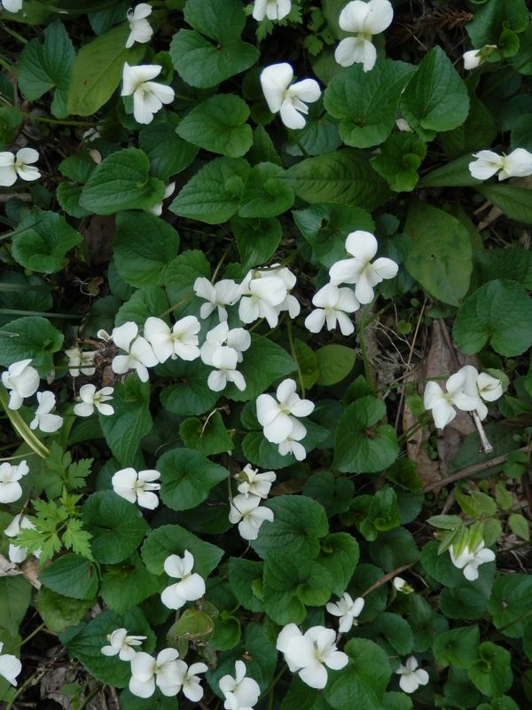 民家の庭先のアメリカスミレサイシン