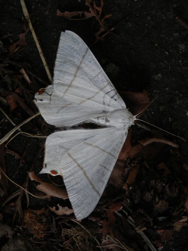 シロツバメエダシャク（蛾）
