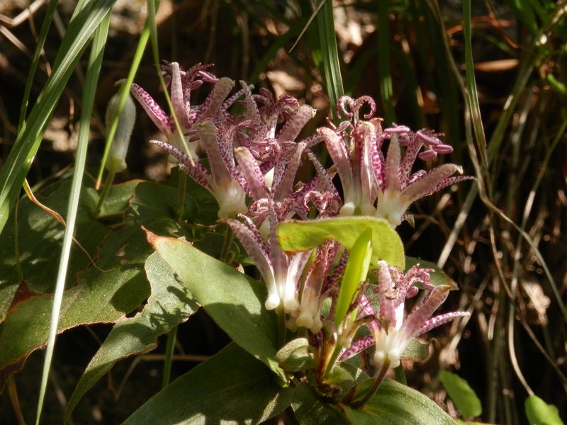 ホトトギスが、道端にも庭先にも