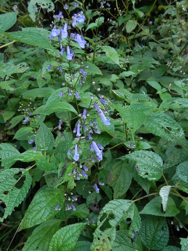 セキヤノアキチョウジ