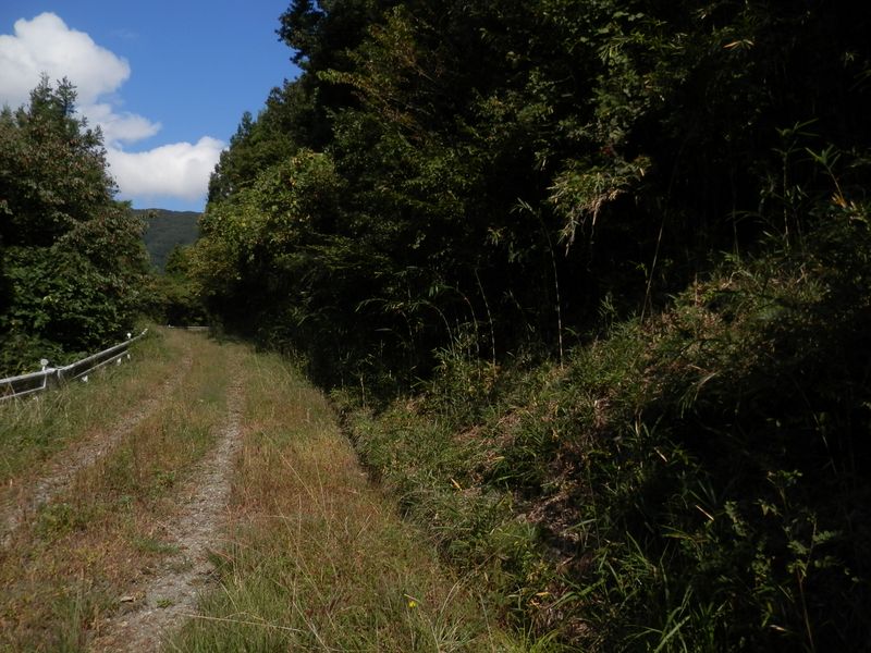 この林道直進で権現山近道。右に登るとゴウド山。