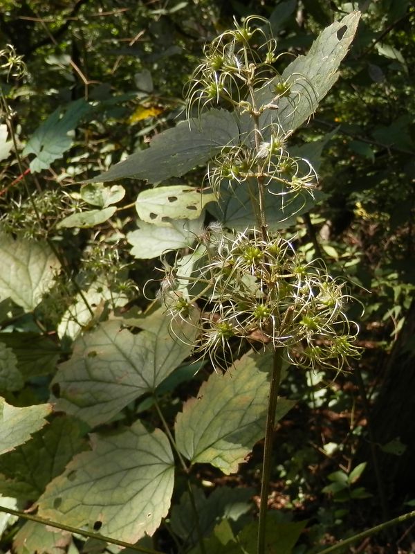 どんな花が咲いていたのかな？