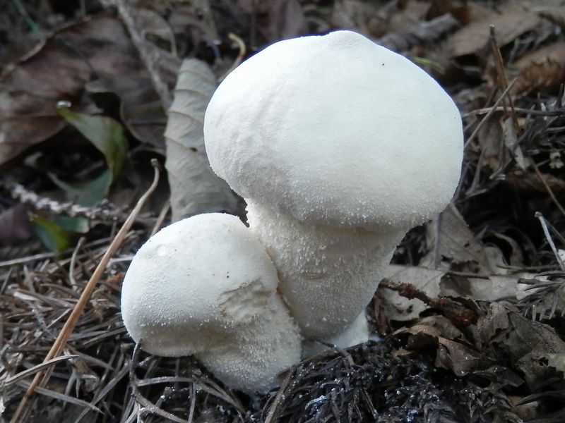 お菓子ならおいしそうだけど…