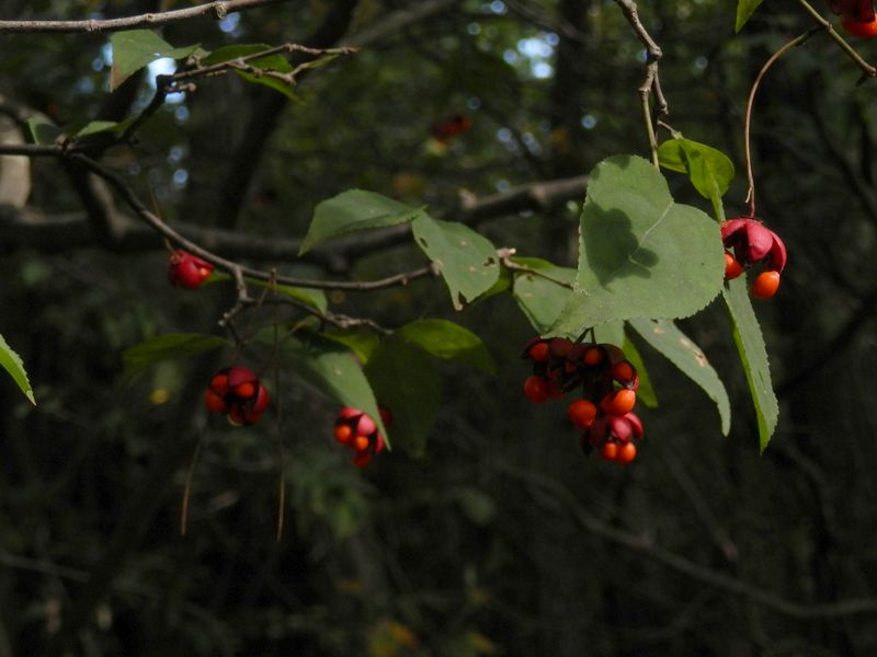 pa148964.jpg (large)