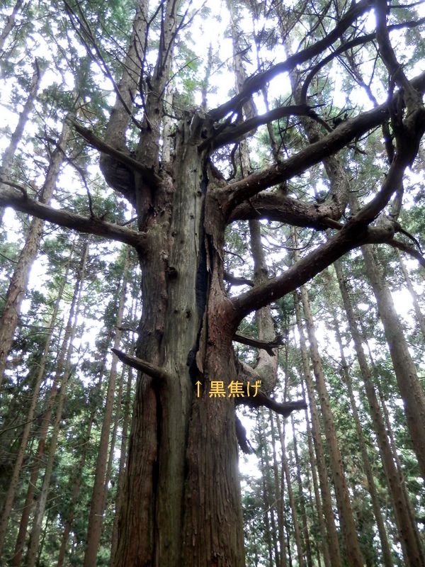 被雷したヒノキ