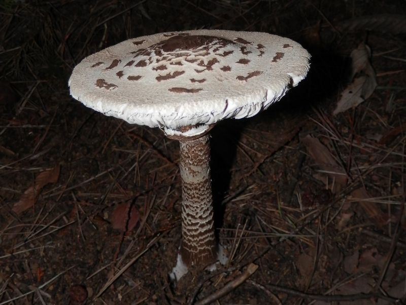 小人たちの食卓