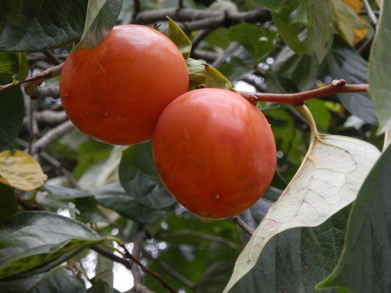 この柿、渋いかな？